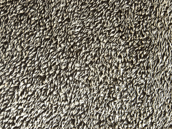 Igel, stachelig, kurz